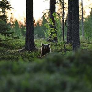 Image of a bear peeking above a forested hill