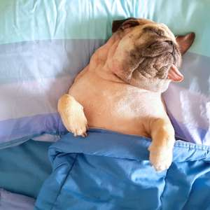 Sleeping Soundly