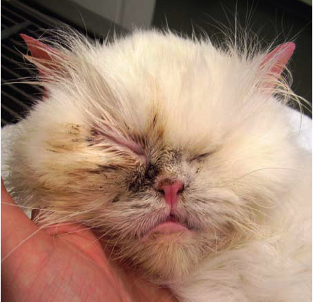 dermatosis in a persian vetfolio