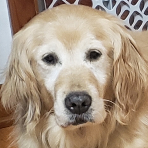 Maggie