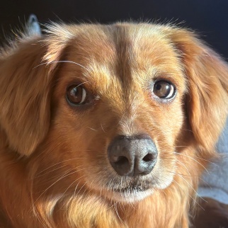 Ryder