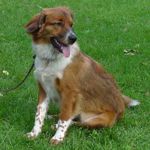 Meet Chet 06-475 - Retrieve a Golden of the Midwest