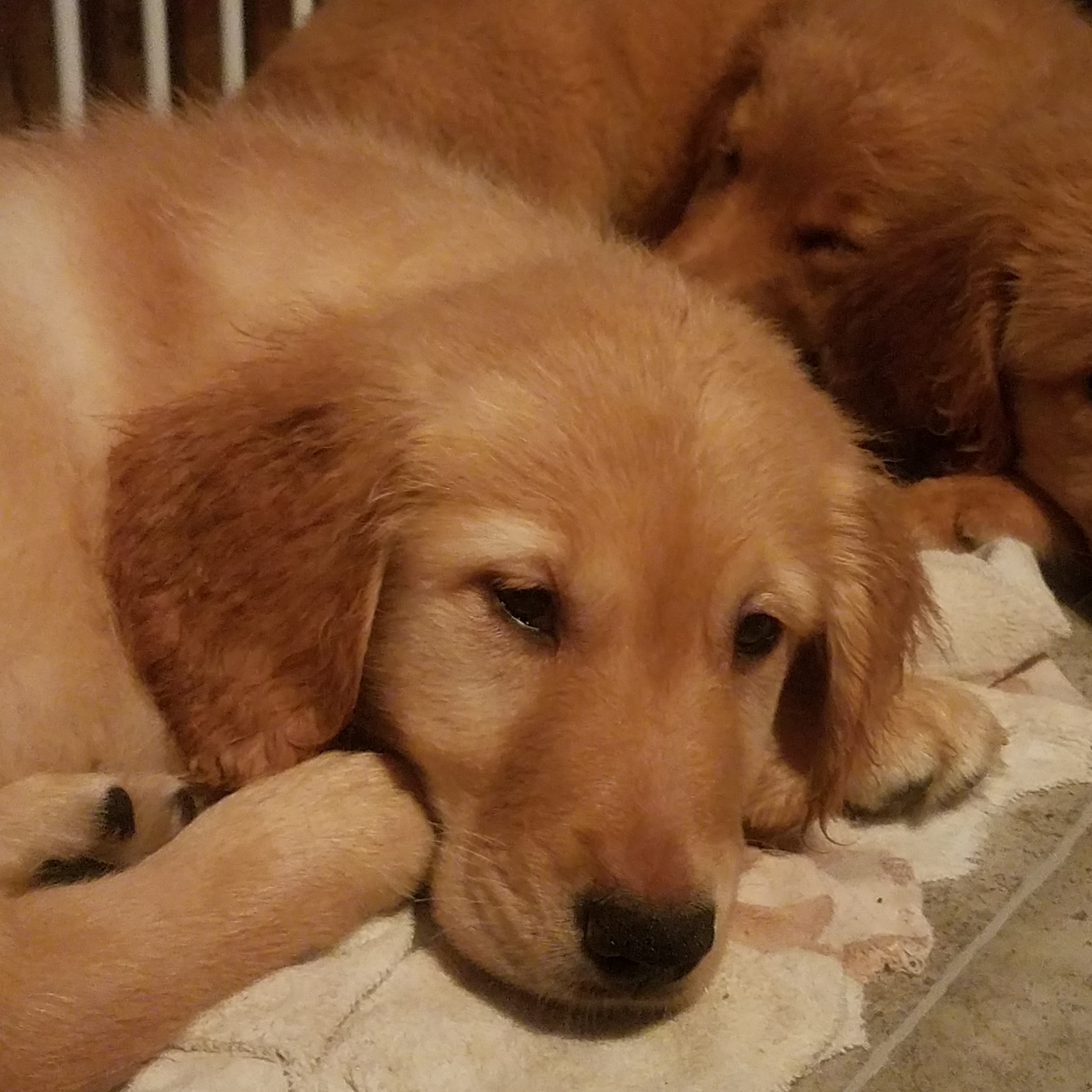 Periwinkle Ranger Meet Ranger (Periwinkle) 19-095 - Retrieve a Golden of the Midwest