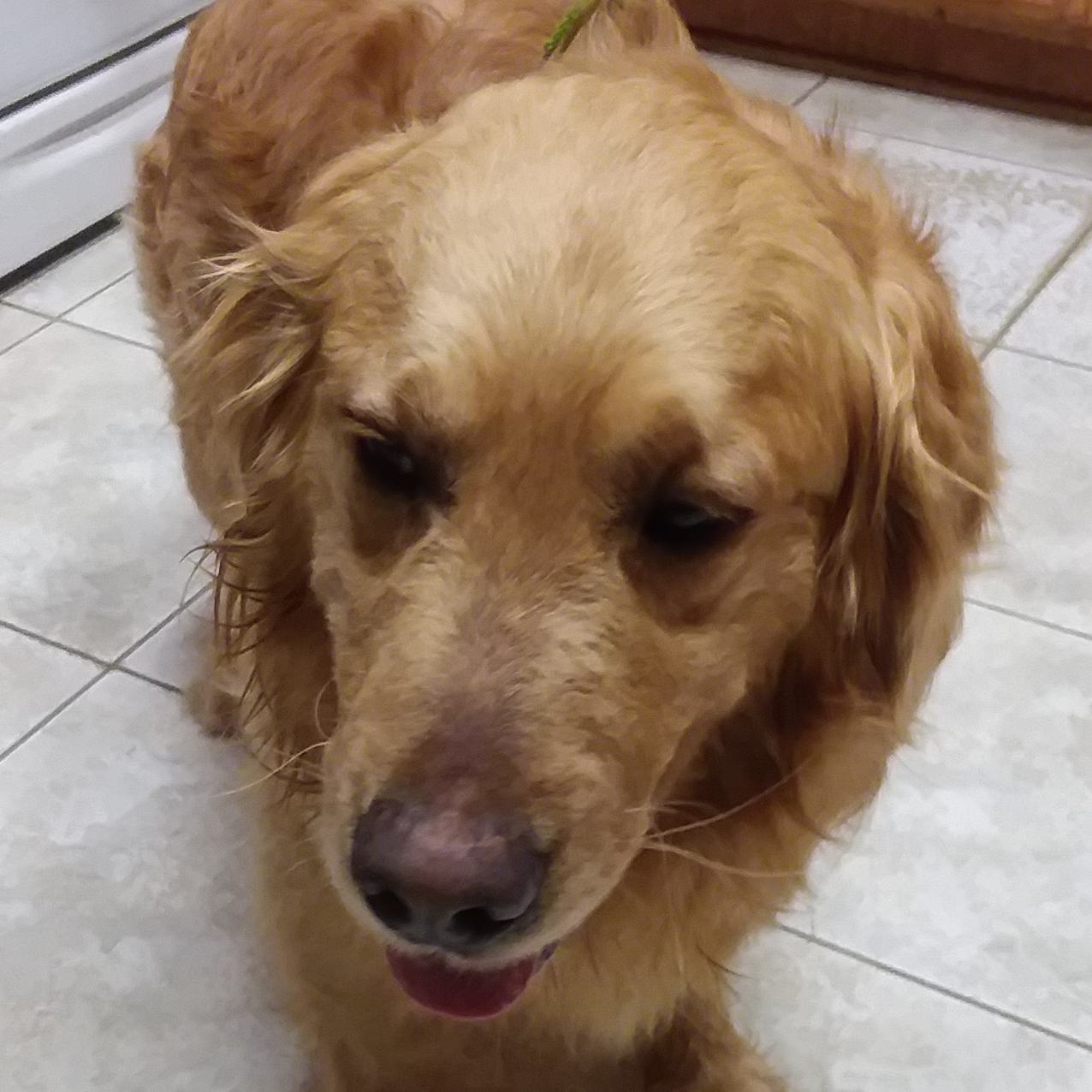 Meet Parker 20017 Retrieve a Golden of the Midwest