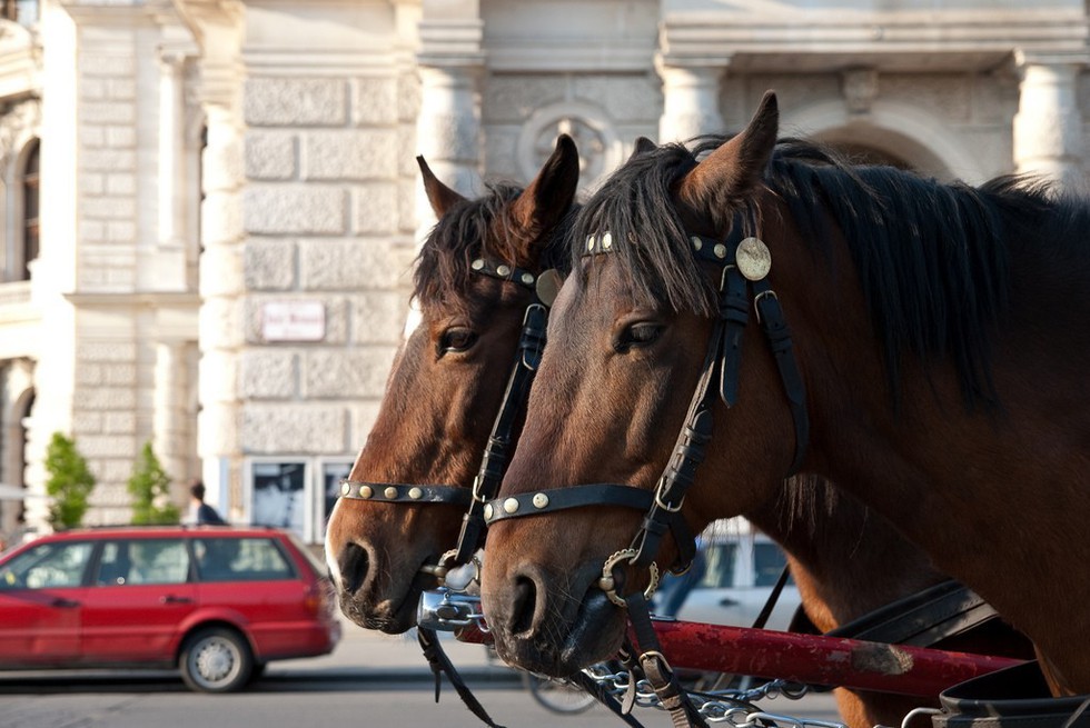 No, NYC Carriage Horses Will Not Go To “Glue Factory”