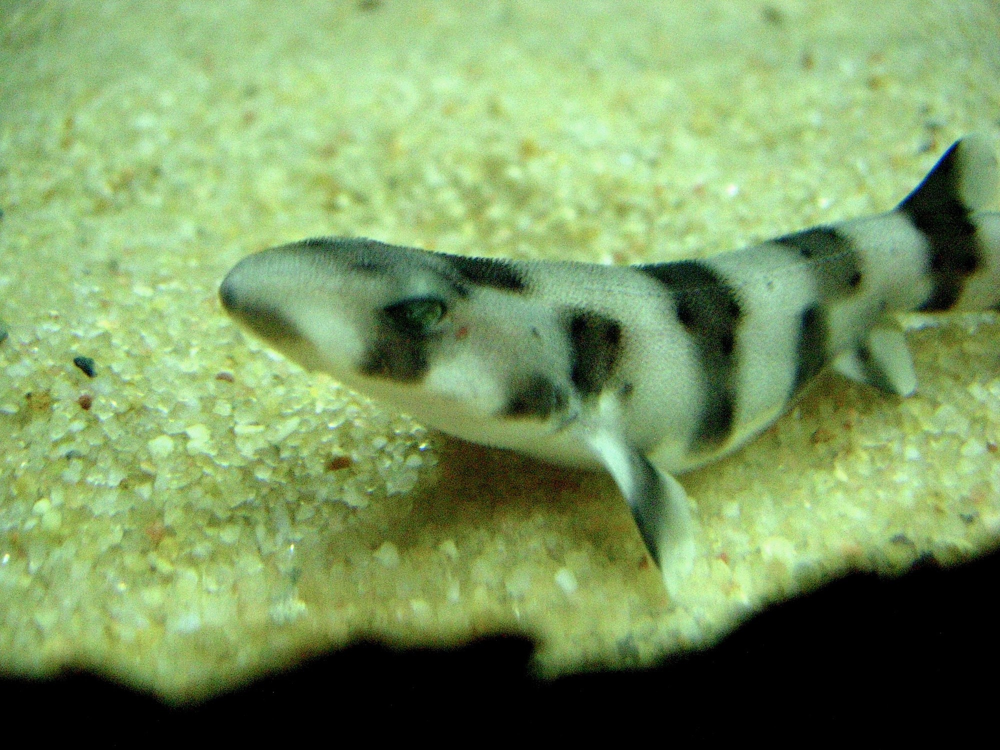 Baby Sharks Rescued From Fish Market Released Into The Wild