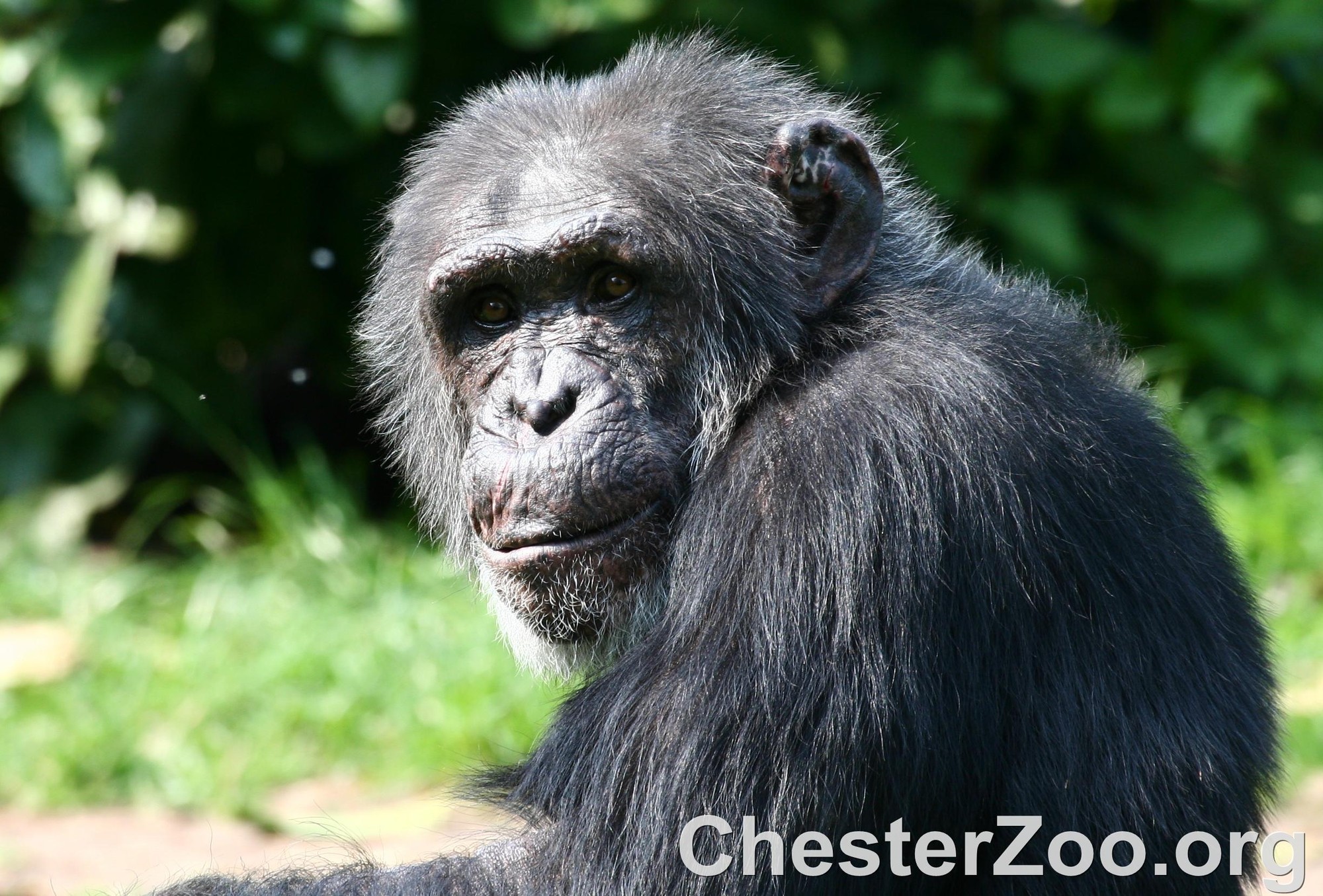 Massive "MegaCulture" Of Chimps Discovered In Remote Congo Forest