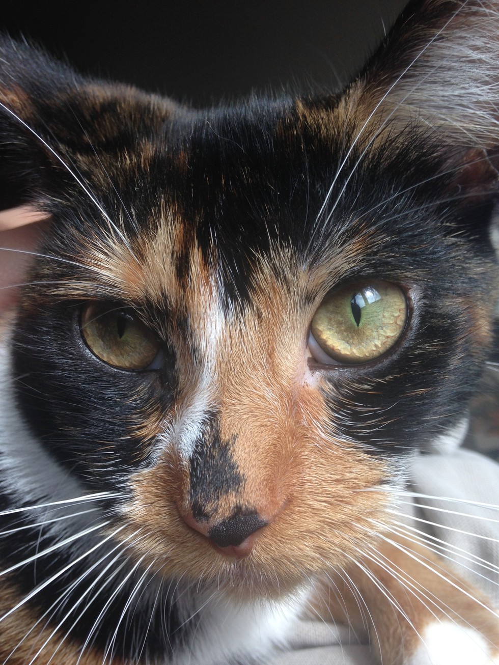 XChromosome Causes Calico Coloring In Cats