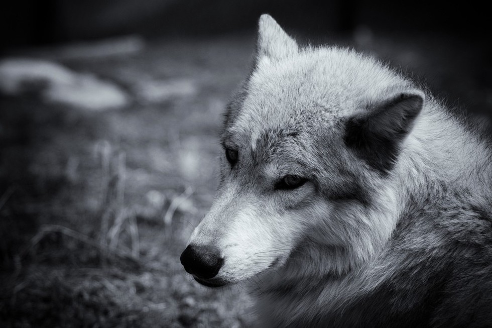 Keep Wolves Protected Under Endangered Species Act For WolfDay