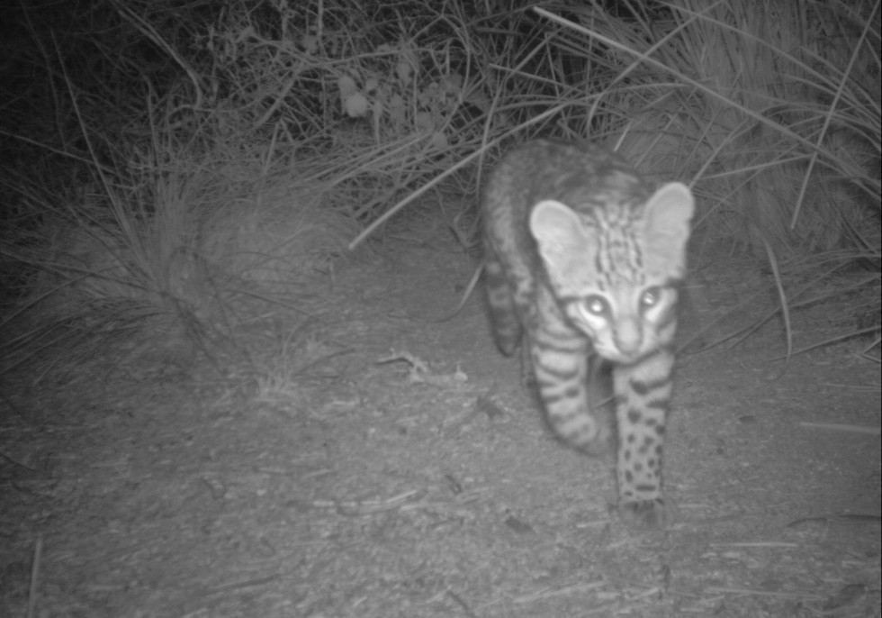 Rare Ocelot Kitten Discovered in Texas