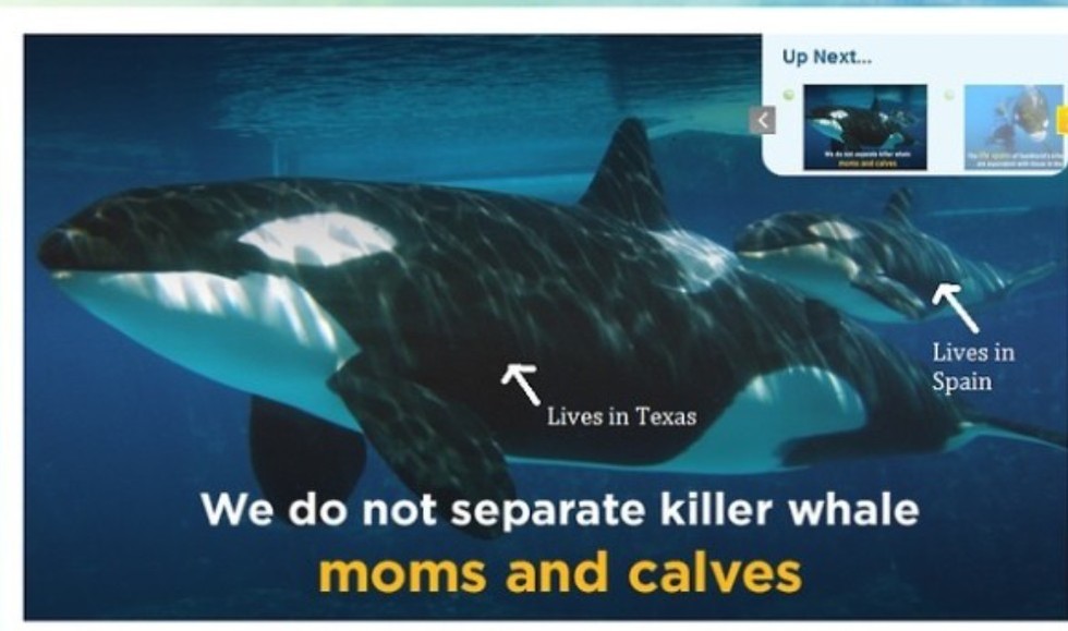 The 6 Most Outrageous Things SeaWorld Has Said About "Blackfish"