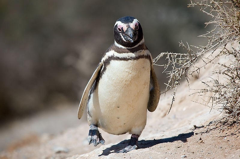 The 18 Best Penguin Species (All Of Them)