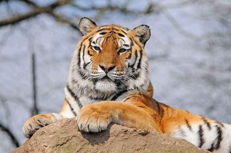 The 5 Worst Zoos In The World And How To Save Their Animals