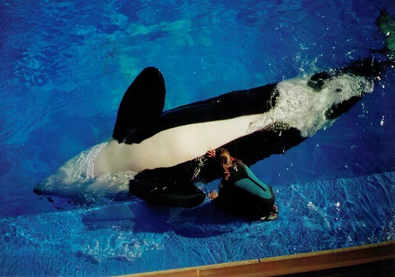 5 Reasons Why SeaWorld's Orca Breeding Program Is Seriously Bad News