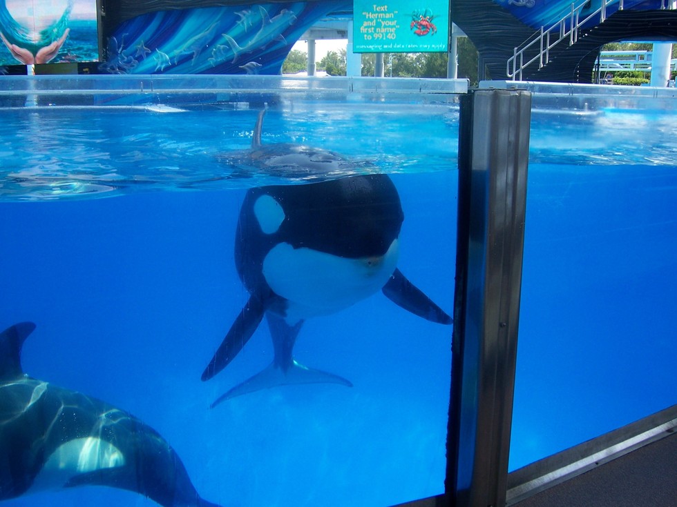 5 Reasons Why SeaWorld's Orca Breeding Program Is Seriously Bad News