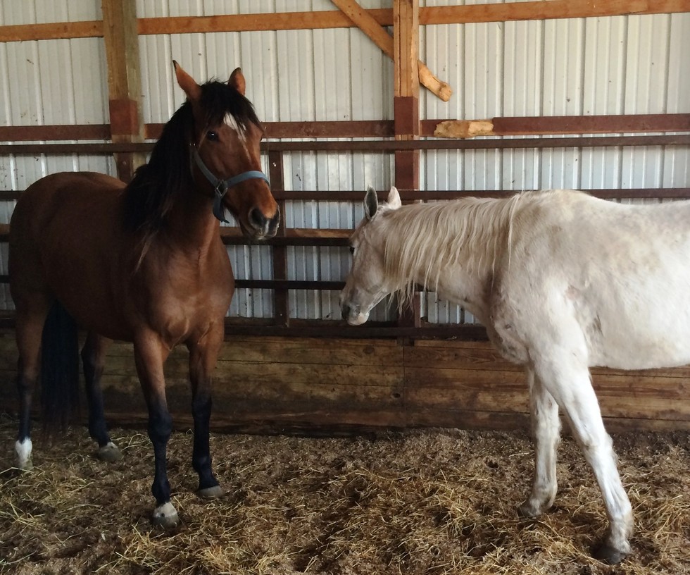 Save 150,000 Horses From Slaughter Each Year By Ending Auction And Export