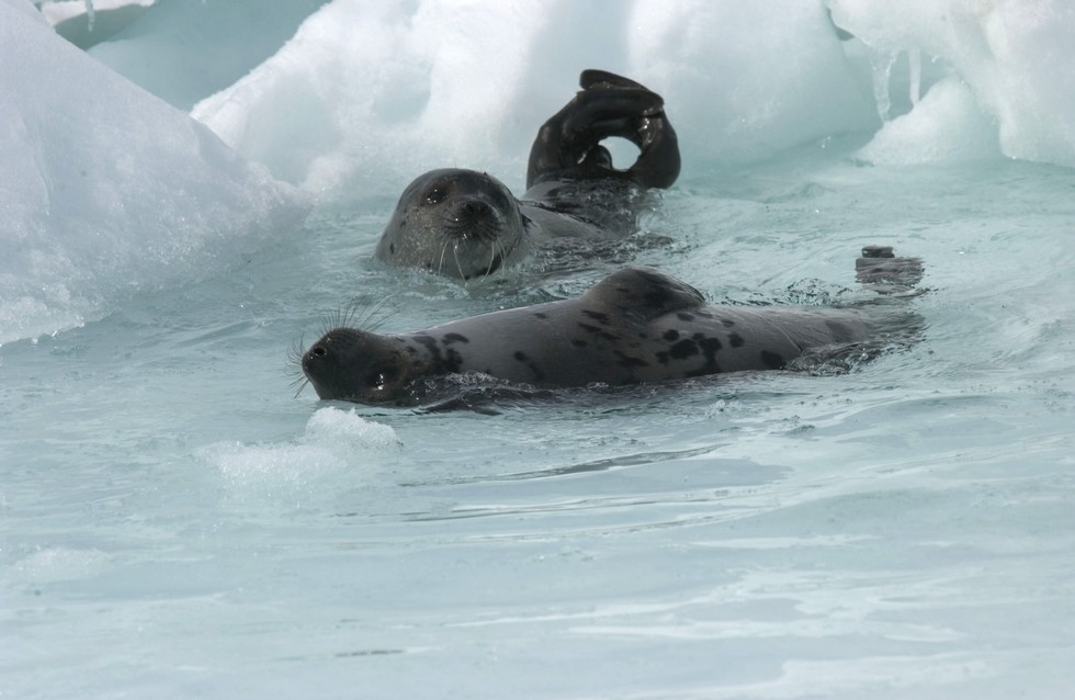 7 Reasons Why Canada’s Brutal Seal Hunt Needs To End Now