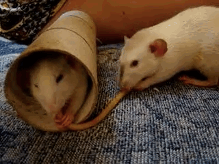 9 Incredible Rats Demonstrate Why Every Rat Should Be Eating Spaghetti