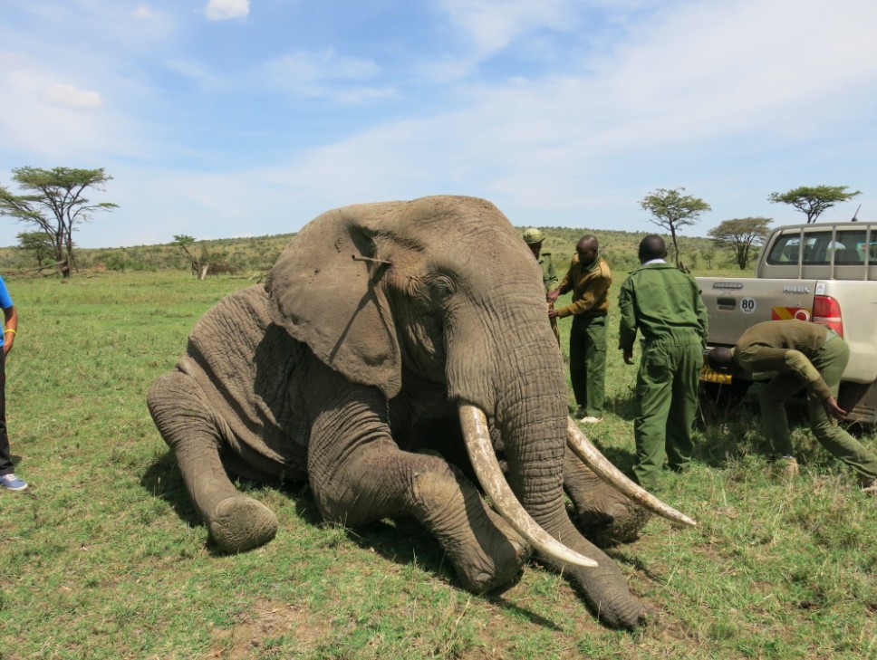 Miracle Elephant Survives Poaching Attack With Spear Still Lodged In