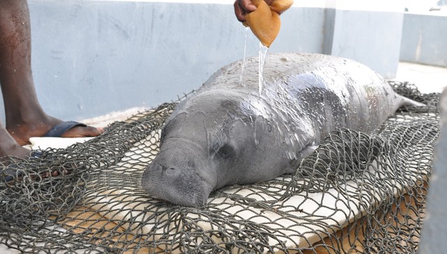 Meet The Man Saving Belize’s Manatees, One Baby At A Time – Caye