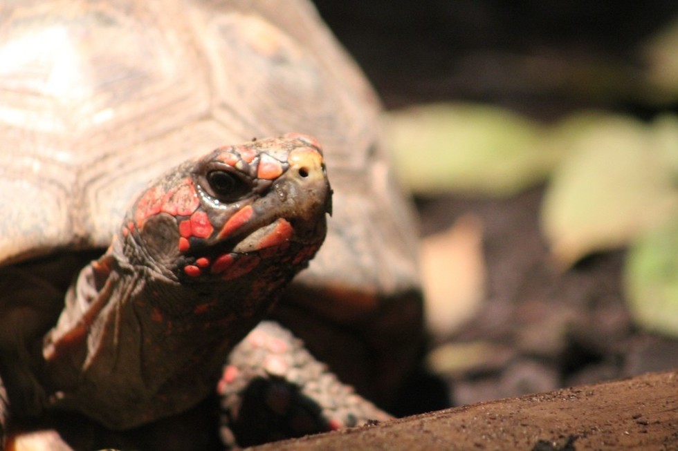It’s Surprisingly Easy To Train A Tortoise To Use A Touchscreen