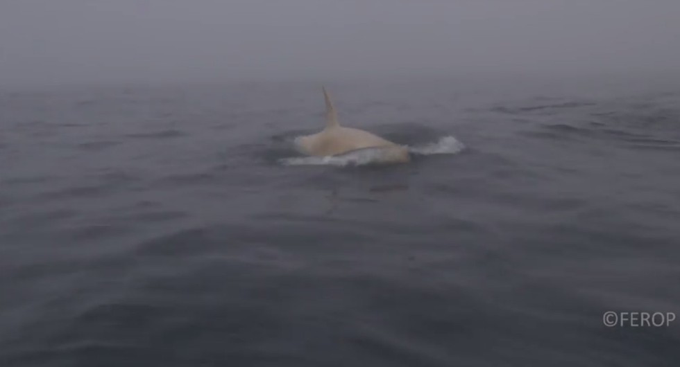 ‘White Whale’: Wild Orca Is One Of Only Four Of Its Kind Ever Seen
