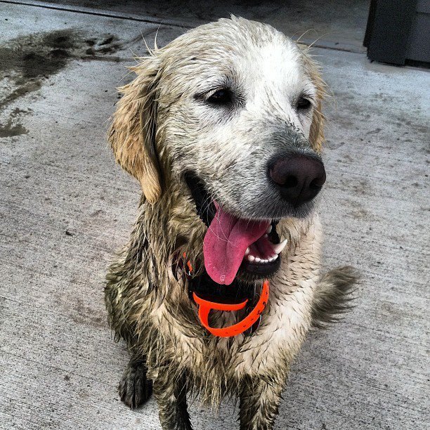 10 Dogs Who Are Ridiculously Good At Playing In The Mud