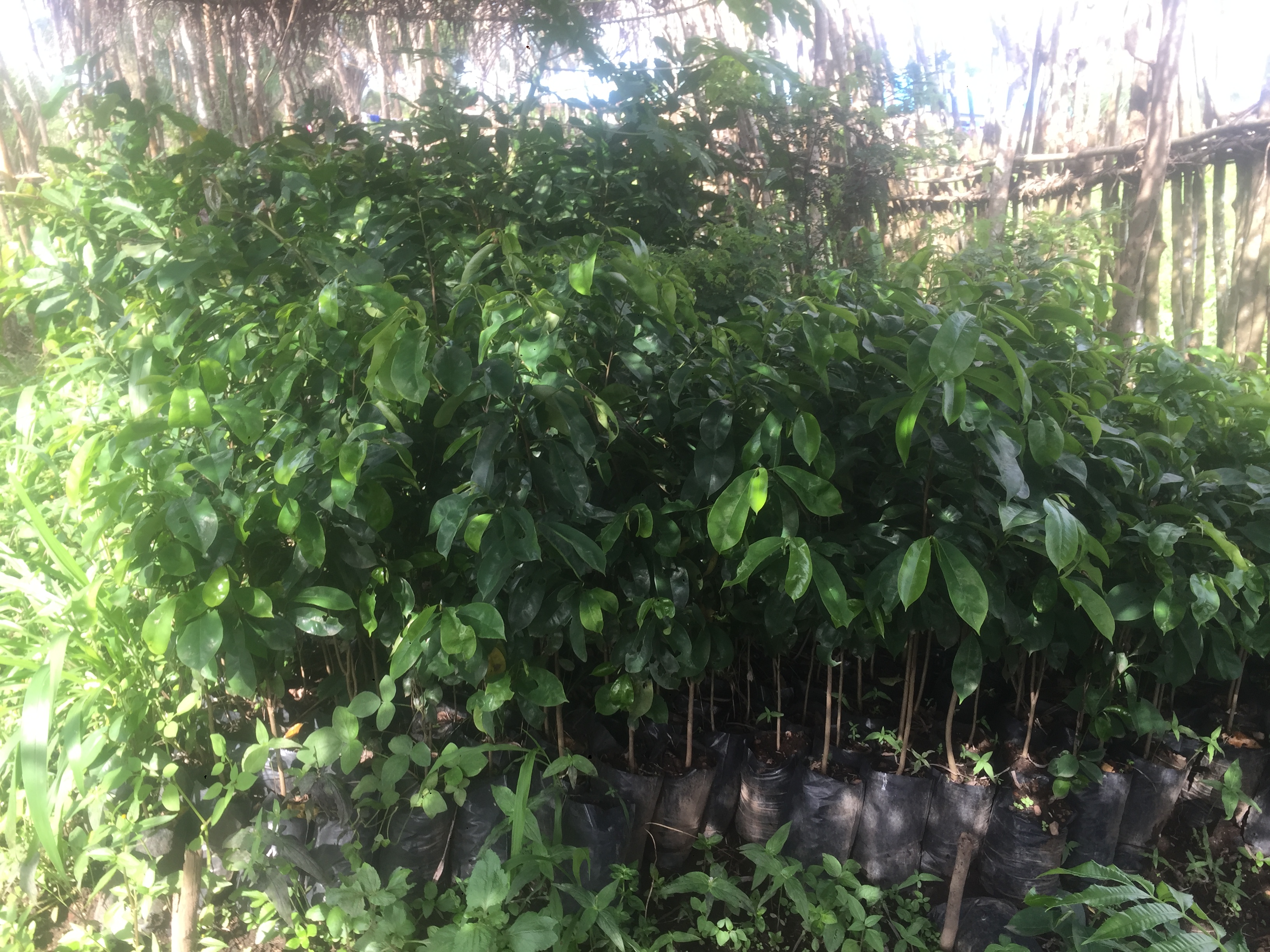 SSS_Tree_Nursery_-_Hassan_Koroma.JPG