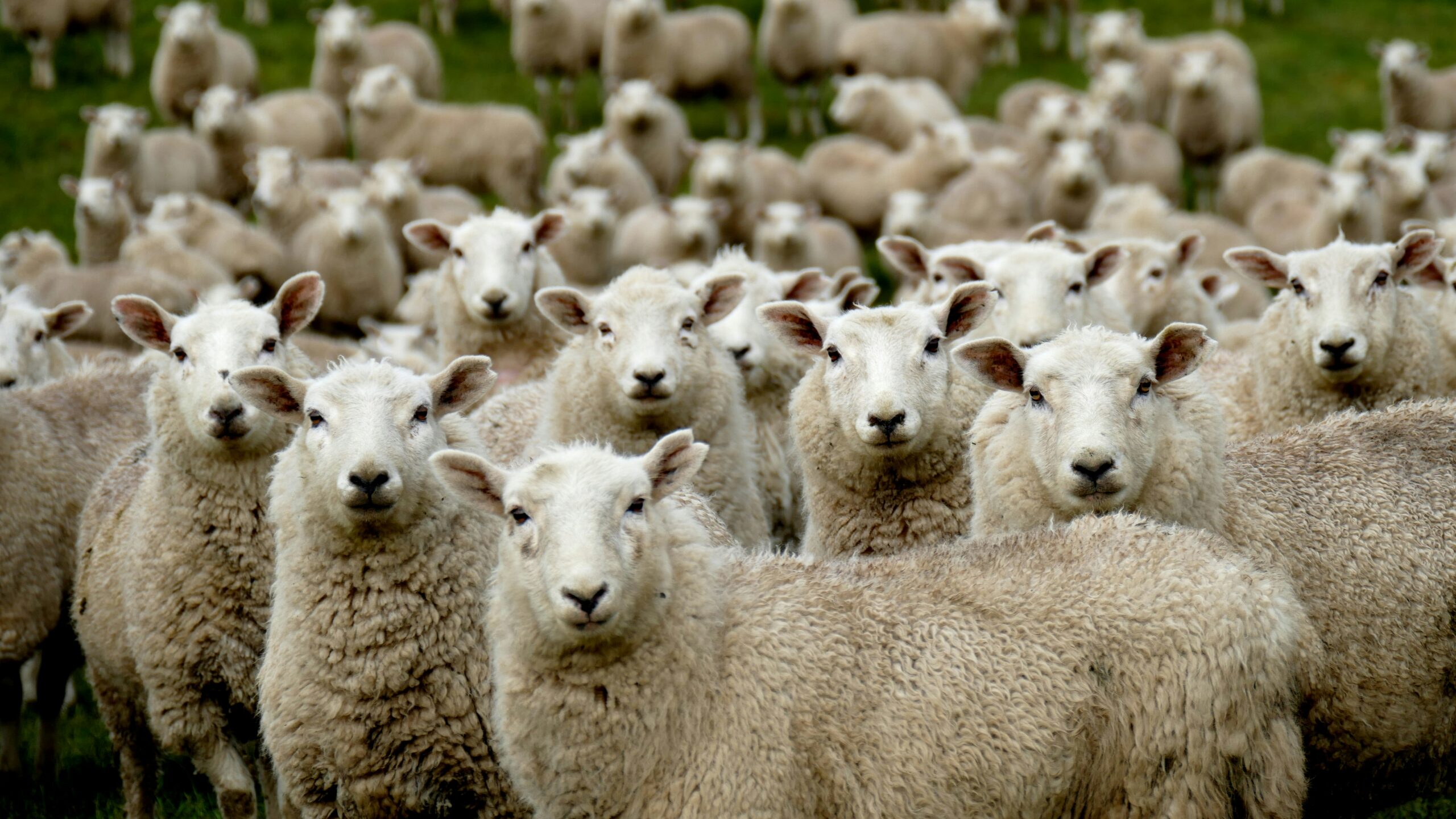 flock of sheep