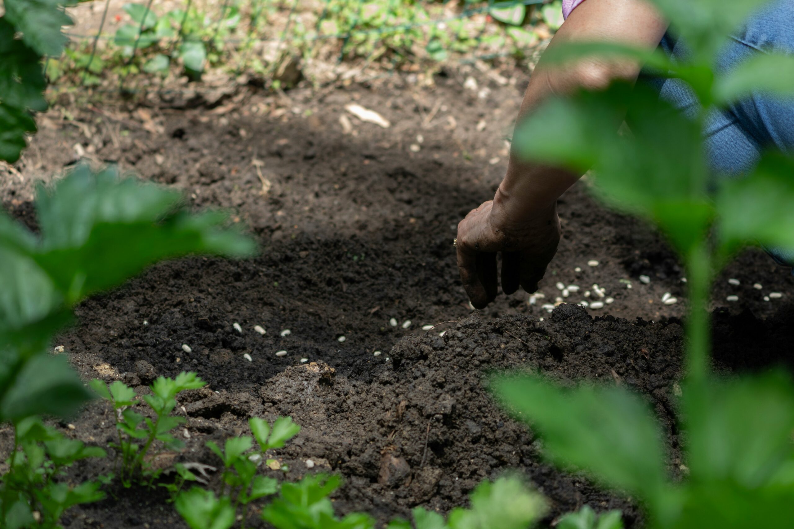 hands planting seeds in the dirt