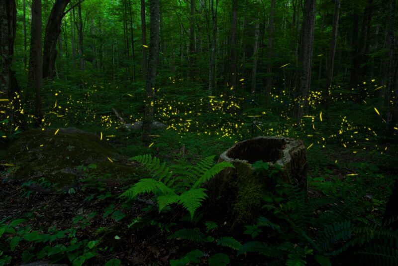 Fireflies in a forest.