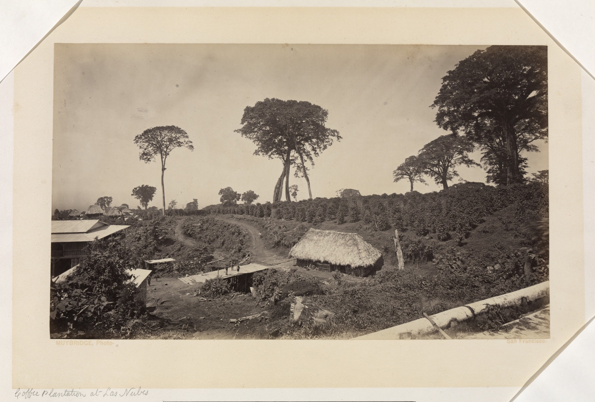 Coffee Plantation At Las Nubes Guatemala Smithsonian American Art Museum