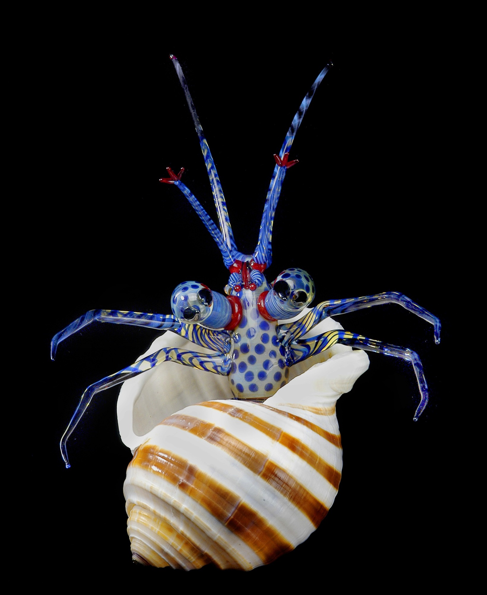 striped hermit crab care