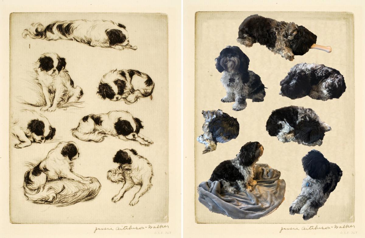 A recreation of a drypoint study of a dog by Jessie A. Walker.