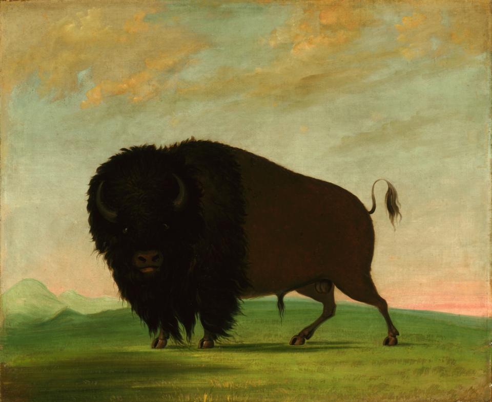 Picturing the American Buffalo: George Catlin and Modern Native American Artists | Smithsonian American Art Museum