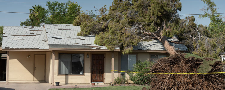 Does Homeowners Insurance Cover Tree Damage? | SmartFinancial