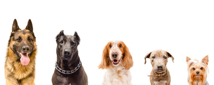 American Family Insurance Dog Breed Restrictions: Know Your Policy