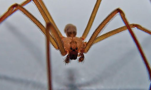 Orb Weaver Information Cook s Pest Control