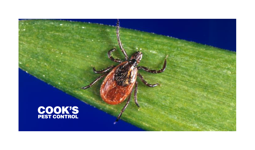 Fleas And Ticks Cook's Pest Control