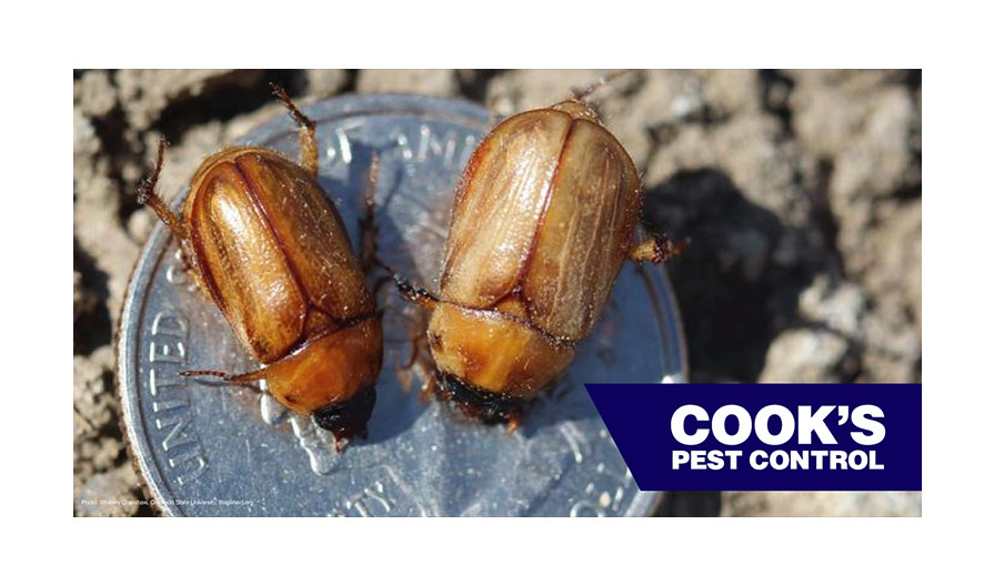 Occasional Invaders l Masked Chafer Beetles | Cook's Pest Control