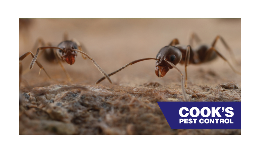 Argentine Ants Cook's Pest Control
