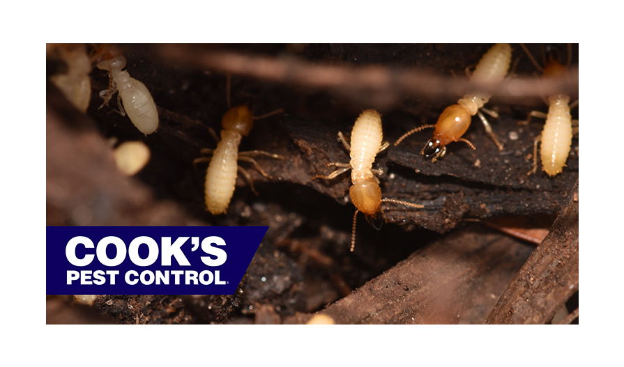 Pest Profile Termites Cook's Pest Control