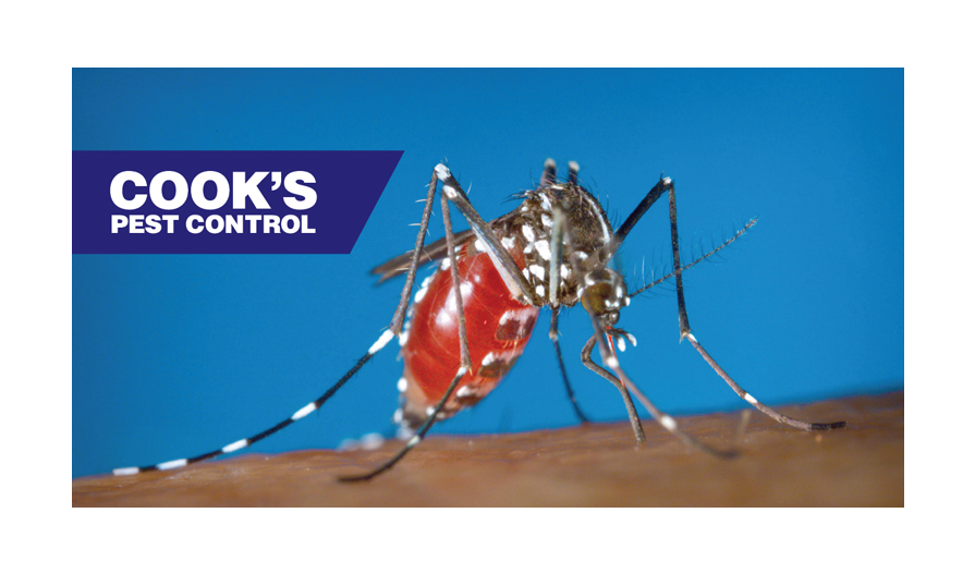 Mosquitoes in Winter Cook's Pest Control