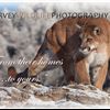 Harvey Wildlife Photography