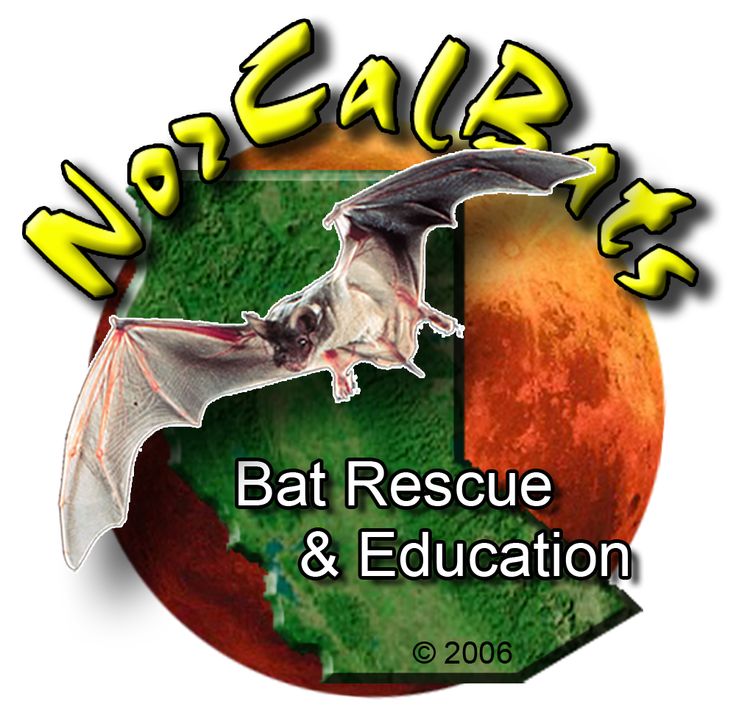 Bats of California flyer