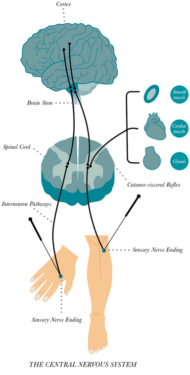 Allergische rhinitis