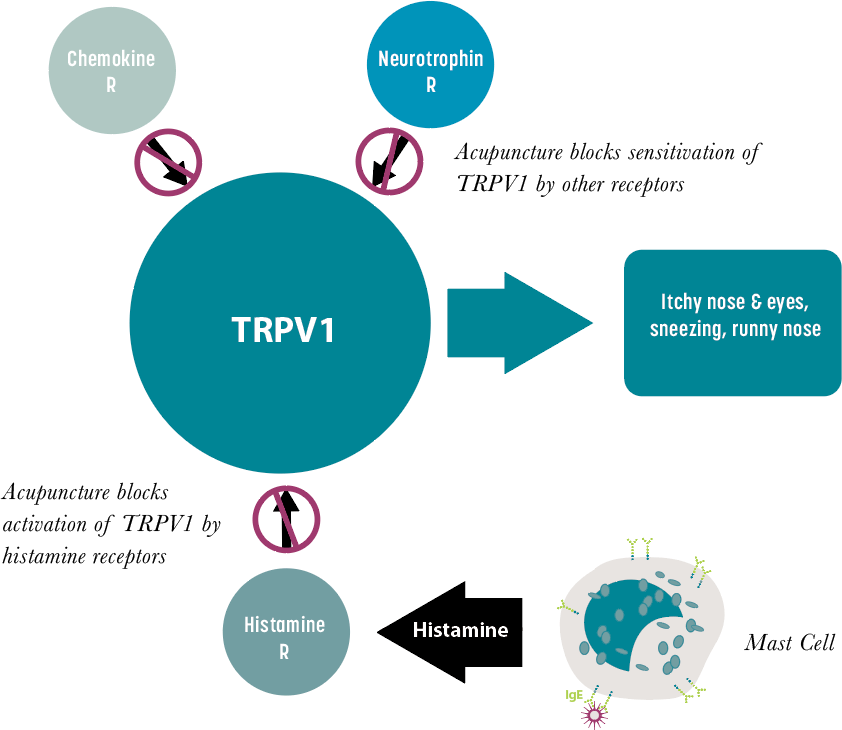 Allergische rhinitis