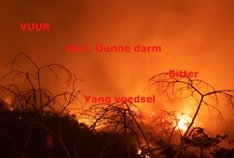 Voeding volgens de Vijf Elementen