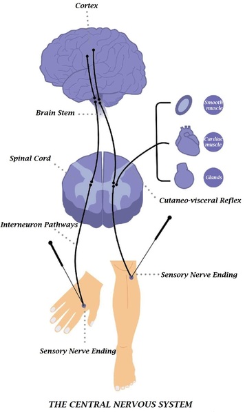 Acupuncture and Menopause