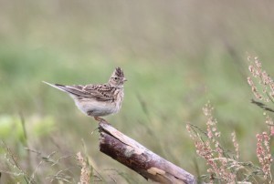 Shelter 611 en het Utrechts Landschap